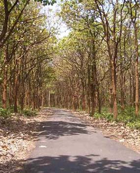 Kottachedu Teak Forest