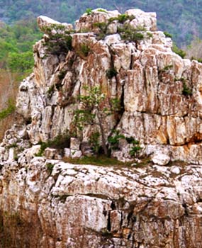 White Elephant Tooth